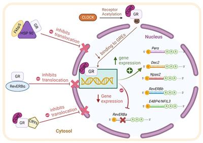 Circadian glucocorticoids throughout development